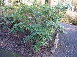 Rhododendron Whitney Late Orange Rhododendron Whitney S Late Orange Plant Lust