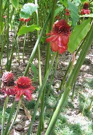 Image result for Etlingera