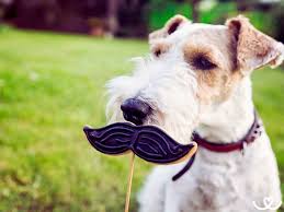 Image result for foxterier drsnosrstý