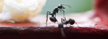 Carpenter ants eat dead insects and other small. Carpenter Ant Facts Western Exterminator