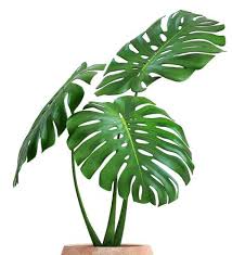 Monstera 3 3d Model 3d Model Monstera Model