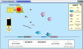 Use blue ink for all answers access the simulation at: Qubes Newsletter Qubes Community Spotlight Gene Machine Lac Operon Simulation Software