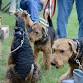 Meet the Airedale Terrier event image