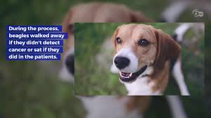If your pet is sick, you're naturally worried and concerned. Dogs Can Detect Lung Cancer With 97 Accuracy Youtube