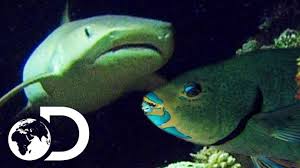 These fish reach almost six inches as adults. Deadly Shark With Super Senses Hunts For Parrot Fish Wildest Islands Of Indonesia Youtube