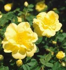 This Picture Shows One Of The Many Flowers Along The Oregon Trail This One Is Called The Harison S Yellow Rose The Fi Oregon Trail Blooming Rose Yellow Roses