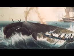 Leviathan The History Of Whaling In America Whale Whale Mammal History