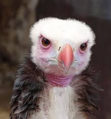 Bird With Fluffy Hair On Head Pin By Aileen Freeman On My Photographs Pet Birds Beautiful Birds Birds Of Prey