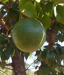 Image result for Strychnos cocculoides