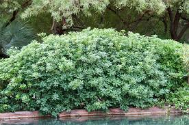 Image result for Pittosporum