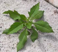 Image result for Crassocephalum paludum