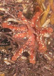 Lucernariopsis campanulata'nın genç bireyinden bir görünüm. Calvadosia Campanulata