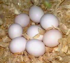 Bird Eggs For Sale Online We Are Specialized In The Breeding Of Birds Parrots And We Sell Very Fertile Candle Lit Eggs Of All Species Of Pa In 2020 Eggs For Sale Bird Eggs Fertile Eggs For