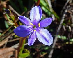Image result for Aristea ecklonii