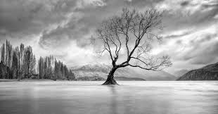 Join The Black And White Trees Photo Contest And Win Sony Camera Viewbug Com Learn more about how to take great black and white landscapes and portraits with our new guide. join the black and white trees photo contest and win sony camera viewbug com