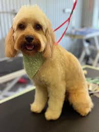 Dogge Lane Brighton added a new photo.