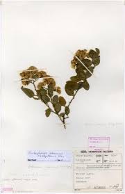 Image result for Distephanus divaricatus