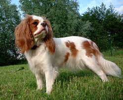 The other varieties merged into this breed were the blenheim, ruby and prince charles spaniels, each of which contributed one of the four colours available in the breed. King Charles Spaniel Eigenschaften Und Charakter Hunderasse