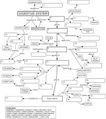 Concept Map Digestive System Digestive System Worksheet Concept Map Human Digestive System