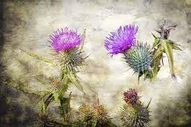 Scottish Thistle By Matthew Bruce In 2021 Thistle Scottish Thistle Scotland National Flower