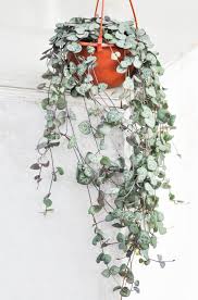 Image result for Ceropegia stenifolia