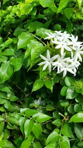 Image result for Jasminum multiflorum