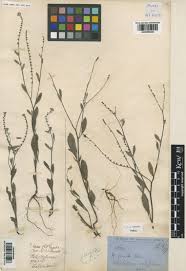 Image result for Euploca ovalifolia