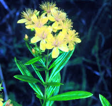 Image result for Macrotyloma densiflorum