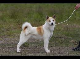 Собаки и щенки собачки border collie mix собаки животные охотничьи собаки house. Norrbottenspets Youtube