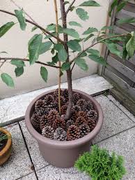Pomme De Pins Pour Decorer Les Pots