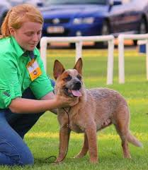 Choosing the perfect puppy is more important than you'd think. Tagetarl Kennels Australian Cattle Dog Stumpy Tail Cattle Dog Breeder Darwin Nt
