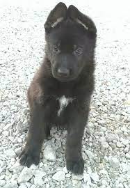 Get a boxer, husky, german shepherd, pug, and more on kijiji, canada's #1 local black german shepherds in dogs & puppies for rehoming in ontario. German Shepherd Pups From Triple B Ranch German Shepherds In Dow Illinois German Shepherd Puppies German Shepard Puppies Wolf Dog