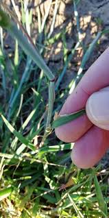 Image result for Cenchrus geniculatus