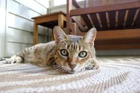 I removed cat urine smell from my wood floors! How To Get Cat Pee Smell Out Of Carpet Spadone Home