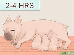 Fawn, brindle, white, tan, black, gray and combinations of. How To Be A Responsible Breeder Of French Bulldog Puppies
