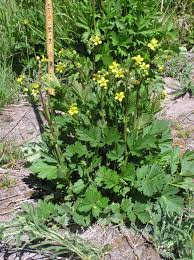 Avens any of various perennial herbs of the genus geum in the rose family, having often pinnate basal leaves and variously colored flowers with many. Large Leaf Avens