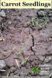 This variety will grow to about 6 to 8″ in length and tends to be highly uniform in appearance compared to some plant type: Growing Carrots From Planting To Harvest Learn How To Grow Carrots