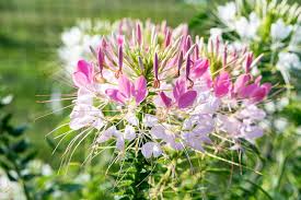 Image result for Cleome houtteana