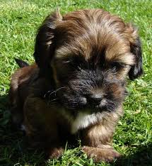 I am a small hobby breeder, located in central wisconsin and have been involved with raising dogs most all of my life, starting as a child, when my mom raised pomeranians and my dad raised the occasional litter of beagles. Schweenie Dachshund Shih Tzu Mix Info Puppies Temperament Pictures Schweenie Dog Flea Remedies Puppies And Kitties