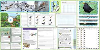 The rspb is urging people to record which birds they see in their garden. Ks2 Bird Watch Resource Pack Teacher Made