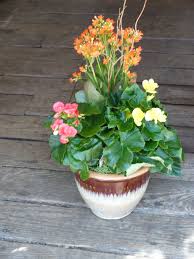 Pin On Growing Plants