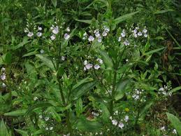 Image result for Veronica abyssinica