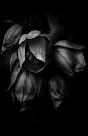 Black And White Still Life Photography Wales Madden Usa Yucca Blooms Black And White Photography White Photography Black White Photos