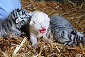 Tigers Are The Largest Member Of The Cat Family Tiger Cubs 1 Day Old Bengal Tiger Facts Bengal Cat Baby Animals