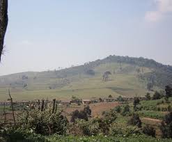 Image result for Peddiea rapaneoides