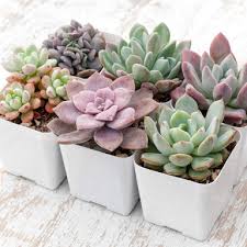 Image result for Senecio subsessilis