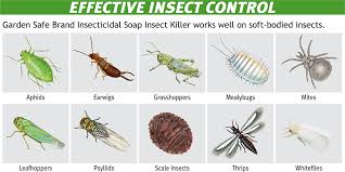 In conclusion, using the best organic pest control methods helps to reduce environmental damages that pesticides can cause. Natures Best Farms Sri Lanka