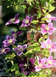 Zasady te stosuje się coraz bardziej rygorystycznie. Powojnik Clematis Strona 86 Forum Ogrodnicze Ogrodowisko