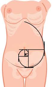 Image result for Umbilicus