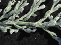 Image result for Laggera elatior